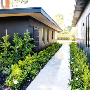 Beautiful plant-lined outdoor walkway